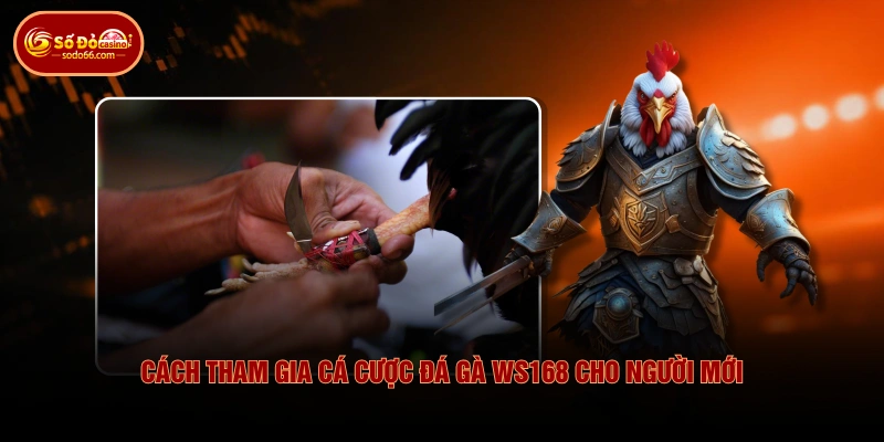 Cách tham gia cá cược đá gà WS168 cho người mới
