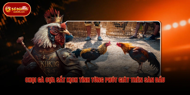 Chọi gà cựa sắt kịch tính từng phút giây trên sàn đầu