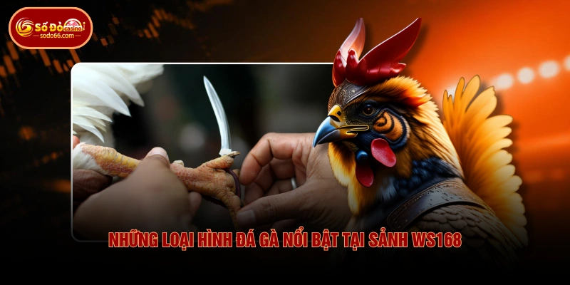 Những loại hình đá gà nổi bật tại sảnh WS168